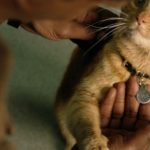 Captain Marvel kat goose video / Filmz.dk
