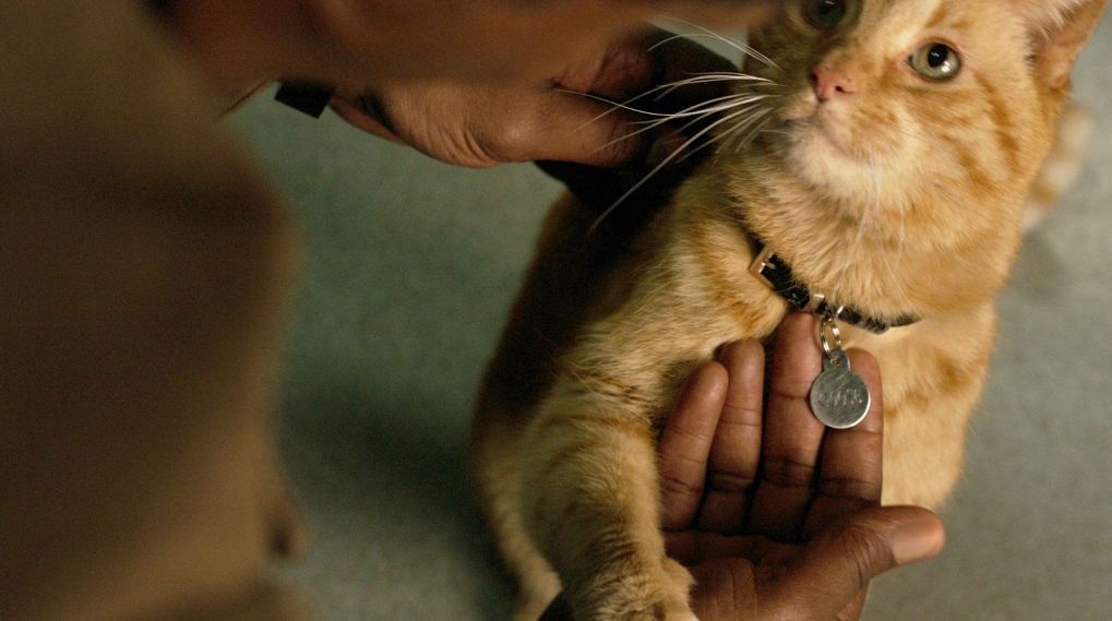 Captain Marvel kat goose video / Filmz.dk