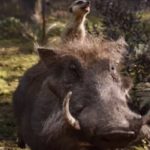 Løvernes konge live action trailer 2019 / Filmz.dk