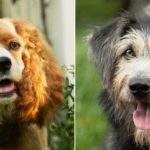 Lady og Vagabonden live-action 2019 hunde / Filmz.dk