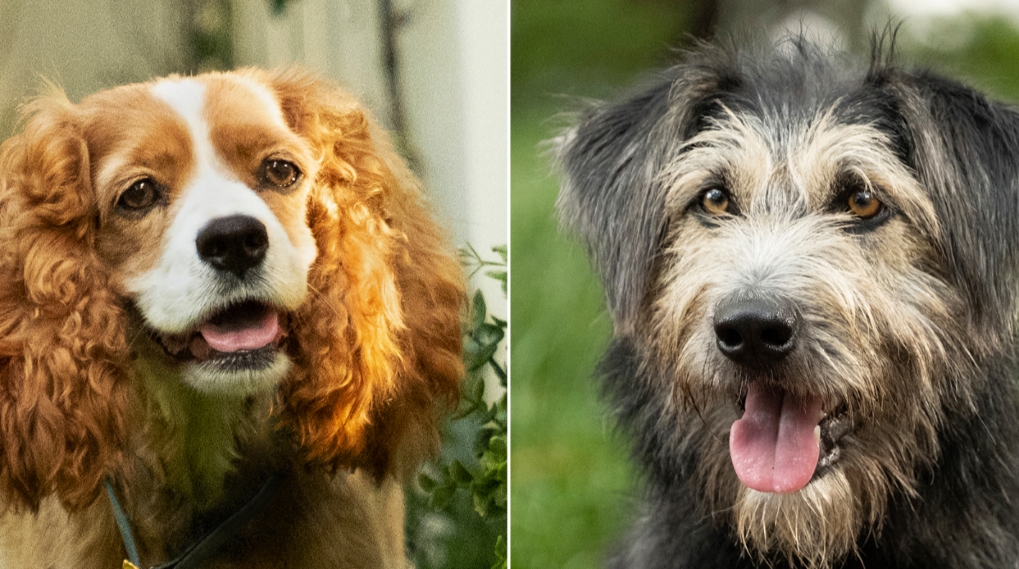 Lady og Vagabonden live-action 2019 hunde / Filmz.dk
