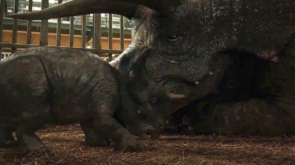Jurassic World 3 Triceratops animatronics / Filmz.dk