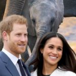 Elephant Disney Plus Meghan Markle / Filmz.dk