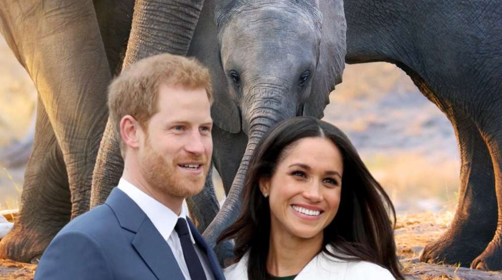 Elephant Disney Plus Meghan Markle / Filmz.dk