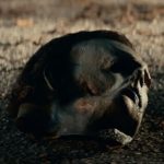 Halloween Kills teaser / Filmz.dk