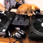 CatVideoFest.com