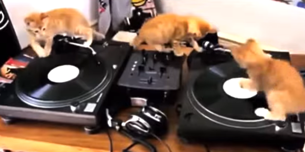 CatVideoFest.com